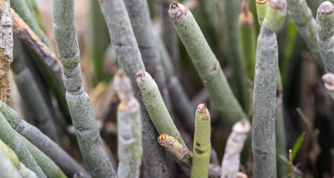 Candelilla